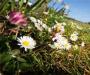 Zaštićena flora i fauna u Srbiji
