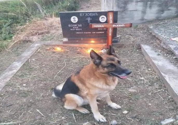 I KAMEN DA ZAPLAČE Nemački ovčar Mića već godinama dolazi na grob gazdarice Živke - ima RITUAL, a njihova priča će vas ganuti