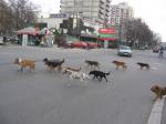 Leskovac: masovno trovanje pasa na jugu Srbije