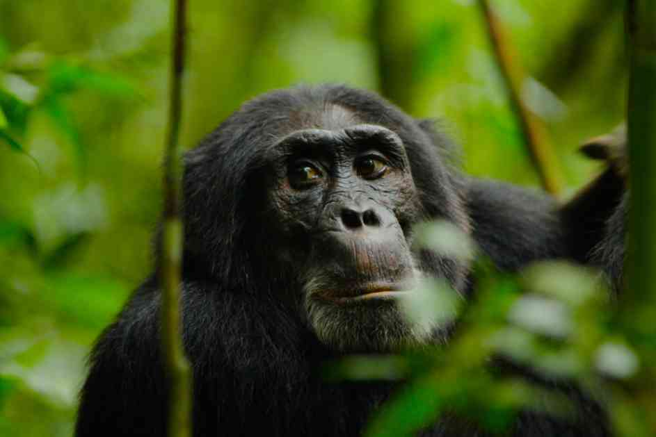 Priča o najdominantnijoj armiji šimpanzi na Discovery kanalu
