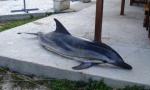 Na plaži kod Tivta pronađen uginuli delfin