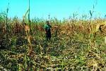 Abolirana prasad prave haos po kukuruzištima