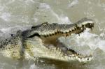 Australijanka ostavila muža zbog krokodila