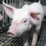 Dobra vest: EU Srbiji odobrila izvoz svinjskih kobasica i salama!