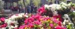 Festival rododendrona