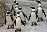 Gej pingvini uspešno podižu mladunče