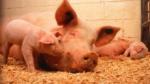 Grip: Utvrđena mapa DNK svinja