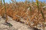 Jaka suša ozbiljno ugrozila kukuruz