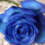 Japanska plava ruža 