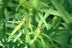 Marihuana smanjuje rast tumora?