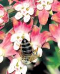 Misteriozni nestanak pčela