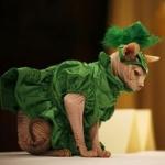 Modna kolekcija za mačke predstavljena Njujorku