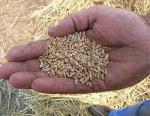 Niska cena pšenice