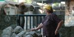 Novi izgled beogradskog Zoo vrta do kraja leta