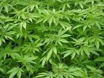 Otkrivena plantaža marihuane