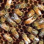 Pčelari najavljuju manje meda  
