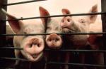 Prve mere odbrane od svinjskog gripa
