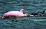 Roze delfin