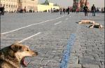 Sloboda izražavanja za pse u Moskvi