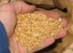 Srbija pozajmljuje Srpskoj pšenicu