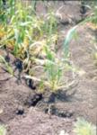 Suša smanjuje prinos žita