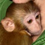 Trudnica prokrijumčarila majmuna pod bluzom