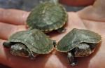 U Svilajncu policija zaplenila 717 kornjača