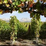 Ugrožena proizvodnja francuskih vina