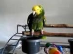 VIDEO: Papiga plače kao beba