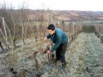 Vinari uzgajaju autohtone sorte