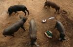 Zabranjen uvoz svinja u Srbiju