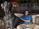 FOTO: Najveći pas na svijetu težak 110 kilograma Najveći 