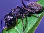 Herojski čin: Bolesni mravi odlaze umrijeti sami
