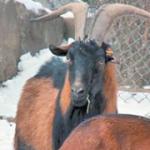 Jarac Boki daje mleko!