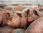 PKS traži da Robne rezerve otkupe 15.000 svinja