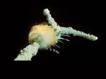 VIDEO: Nakon 24 godine svjetlo dana ugledala nova snimka eksplozije Challengera