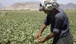 Avganistan godišnje proizvede 820 tona heroina