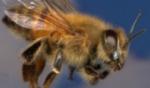 Bugarska: Pčele ubile konja, vlasnik preživeo