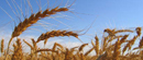 Cena pšenice od 16 do 18 dinara