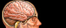 Da li informatičko doba oštećuje mozak?