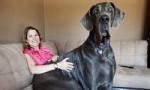 Doga Džordž najviši pas na svetu