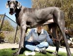 Grmalj Džordž najviši pas na svetu