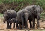 Invazija slonova u Angoli