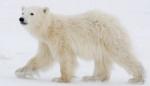Istraživač se odbranio od polarnog medveda - loncem