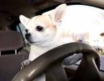 Kampanja: Subaru – Pas je testirao. Pas je odobrio (Dog tested. Dog approved) (VIDEO)