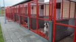 Kragujevac: Regionalno prihvatilište za pse i mačke