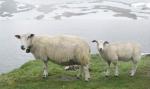 Kriminalci pobegli prerušeni u ovce