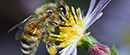 Molba pčelara: Ne prskajte useve kad pčele izlaze na pašu