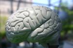 Naučnici razotkrivaju tajne mozga