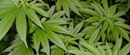 Olimpijskom šampionu pronađeno hiljadu sadnica marihuane!